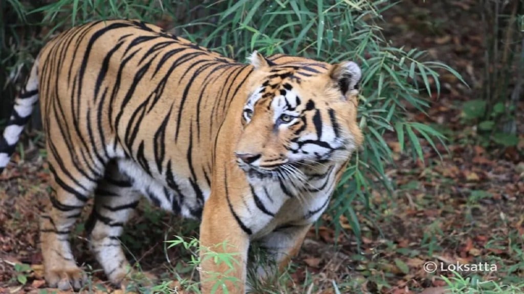 Ranthambore National Park 25 tigers missing