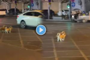 cutest puppies following traffic rules