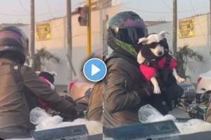 dog is sitting on a bicycle with owner