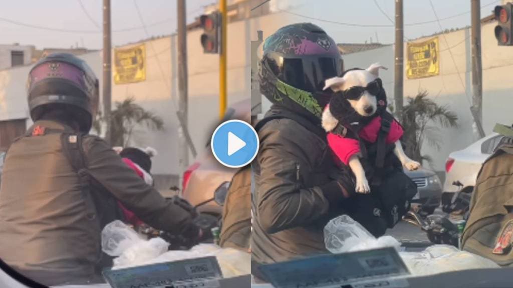 dog is sitting on a bicycle with owner