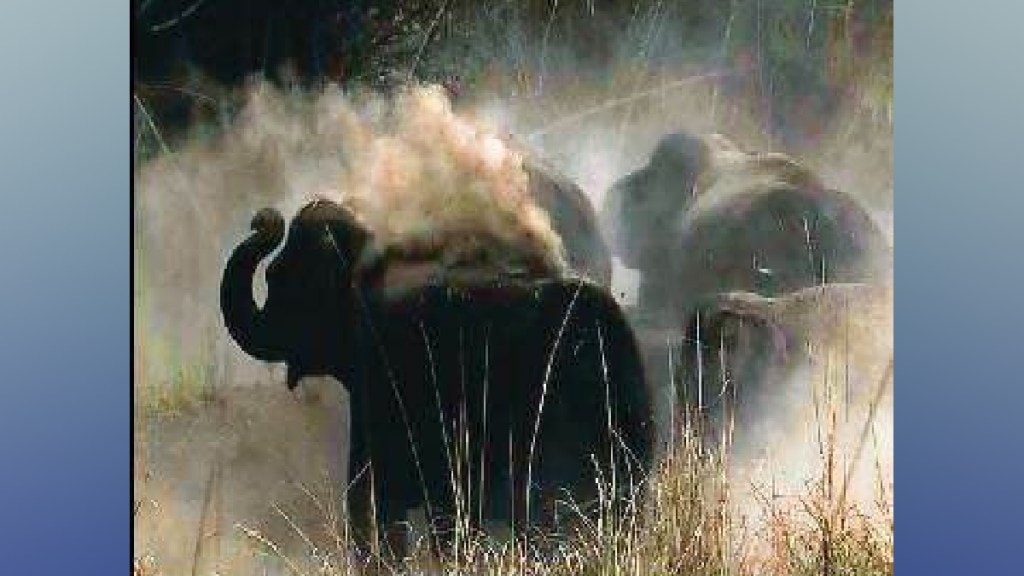 Loksatta anvyarth Ten elephants died in the Bandhavgarh tiger project in Madhya Pradesh