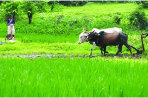 The central government has announced the guaranteed price of six rabi crops