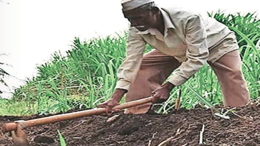 maharashtra assembly election 2024 many agricultural work disrupted due to election campaigning