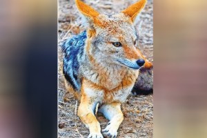 Lack of measures for conservation protection of golden fox Mumbai print news