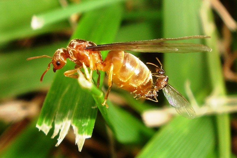 Honey ant (Prenolepis imparis) mating, the drone is much smaller than the queen