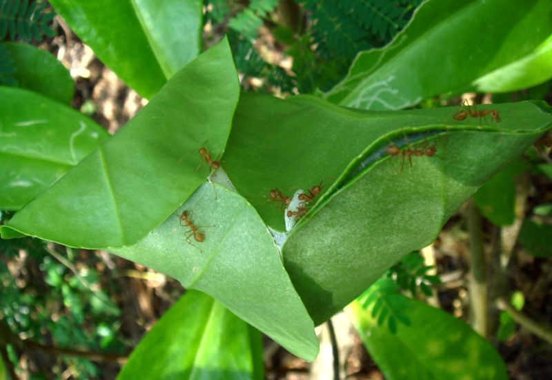 Leaf nest of weaver ants, Pamalican, Philippines