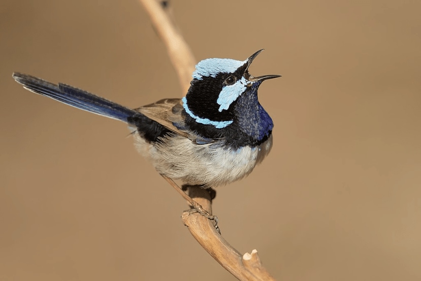 Malurus cyaneus cyanochlamys, Castlereigh nature reserve, New South Wales, Australia