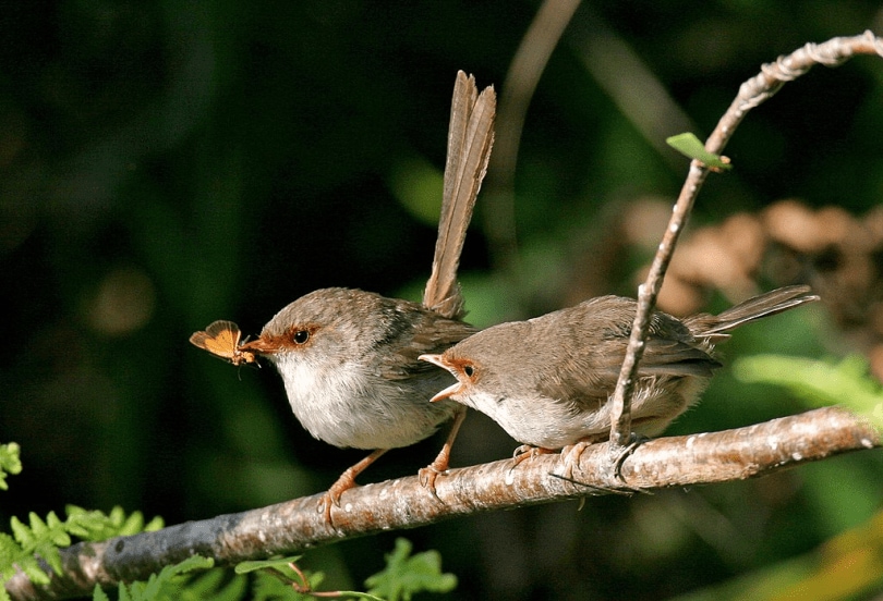 Female with juvenile begging for food, Northern Beaches, Sydney