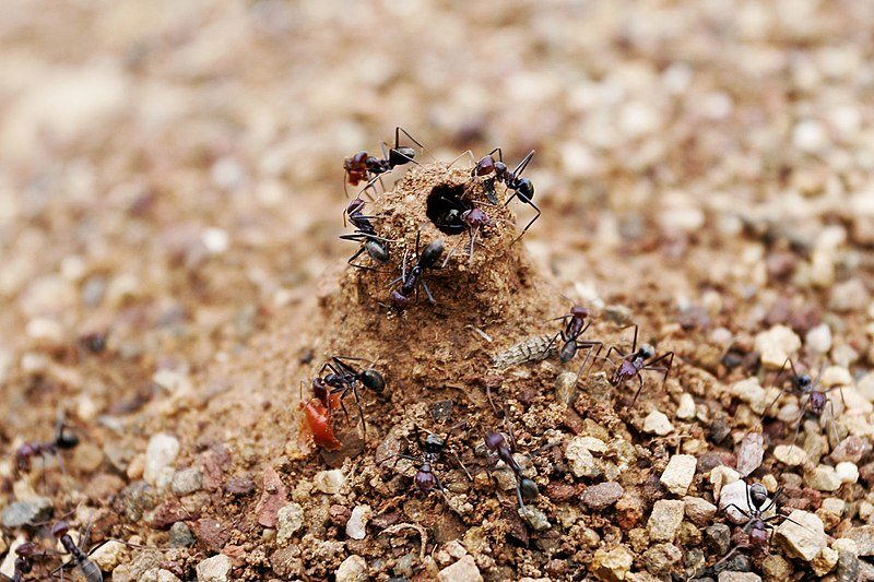 Ant mound holes prevent water from entering the nest during rain.