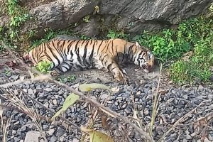 tigress seriously injured in train collision while crossing road