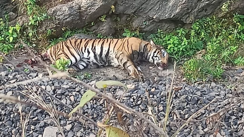 tigress seriously injured in train collision while crossing road