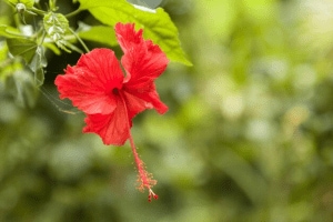 jaswand flower will grow faster homemade khat of banana peel and lemon gardening tips