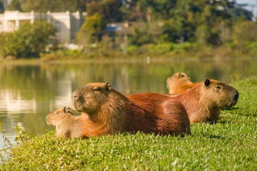 Capybara