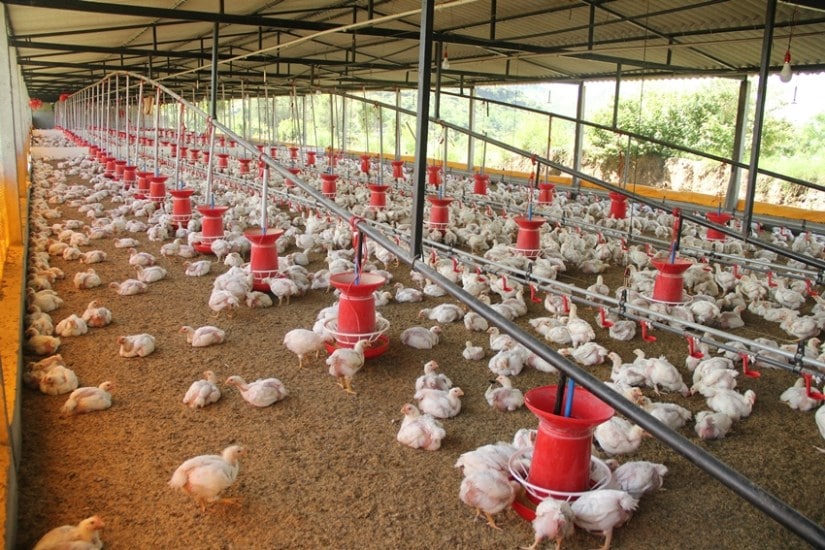 Chicken production by country