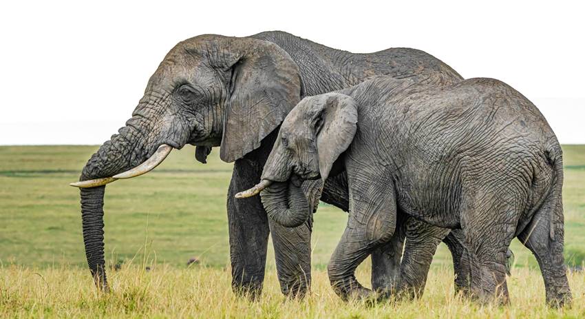 How much food do elephants eat in a day