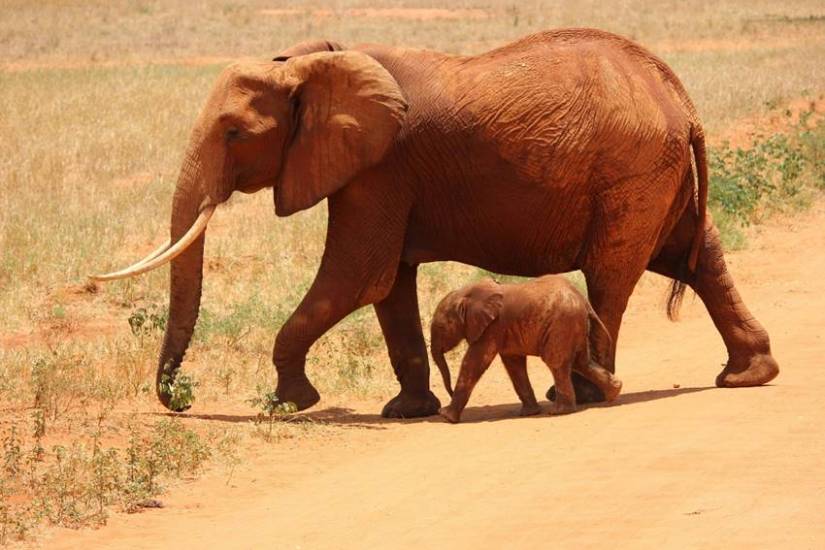  How much elephants drink water in a day