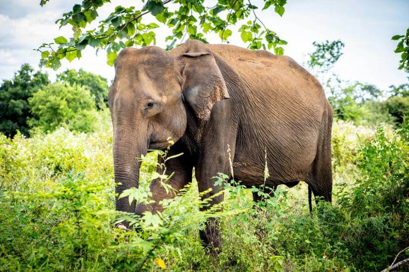 How much food does an elephant eat in a day