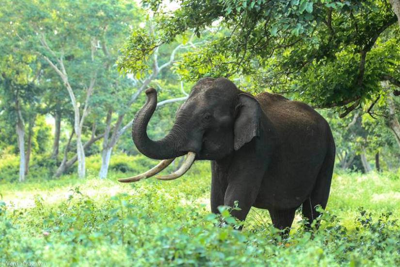 How much water do elephants drink in a day