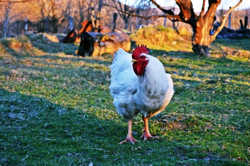 chicken farming in indonesia