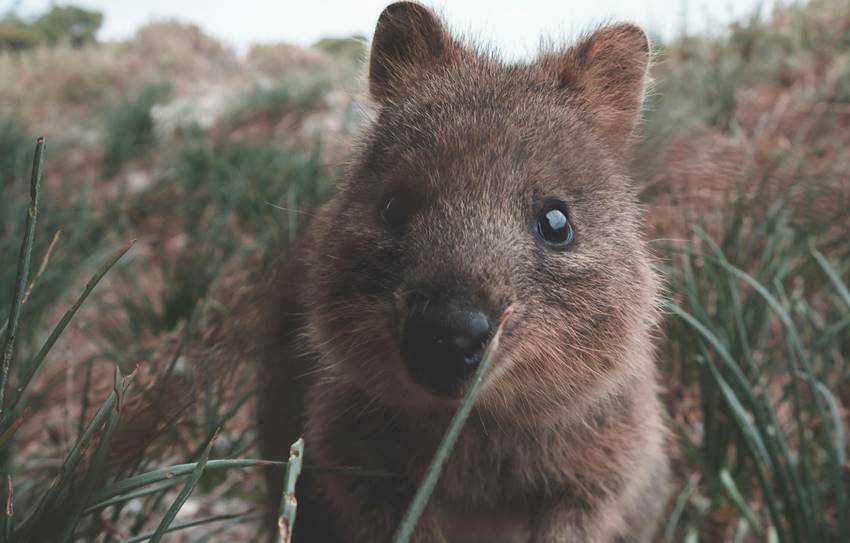 Quokka