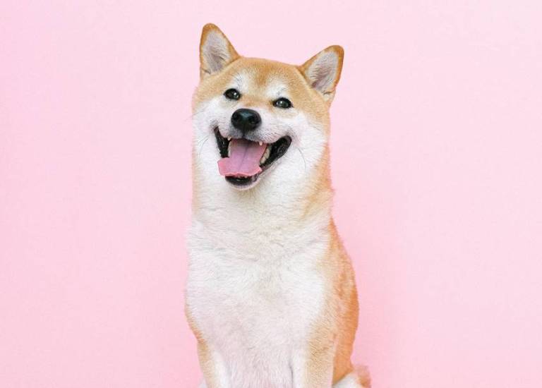 Shiba Inu