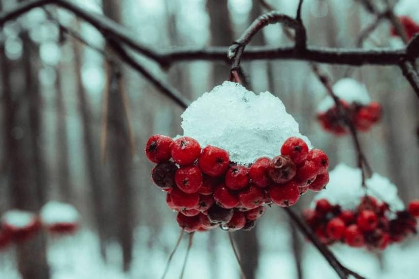 Which 10 fruits should be eaten in winter