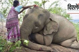 kudo millets elephants death