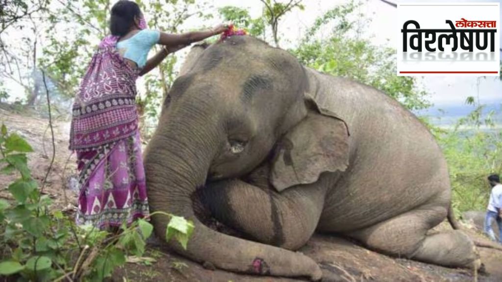 kudo millets elephants death