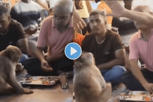 man sharing his food with monkey on viral video on social media