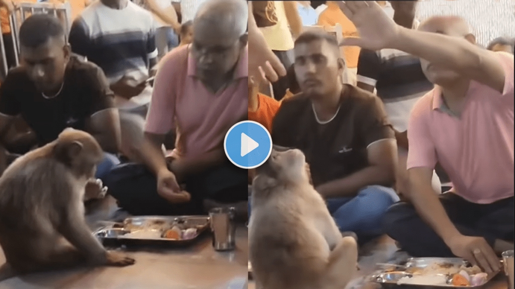 man sharing his food with monkey on viral video on social media