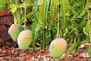 konkan hapus mango season likely to deley due to prolonged monsoon