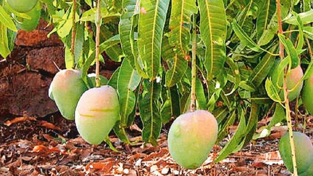 konkan hapus mango season likely to deley due to prolonged monsoon