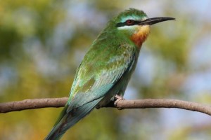 migratory birds arrived at mumbai bay