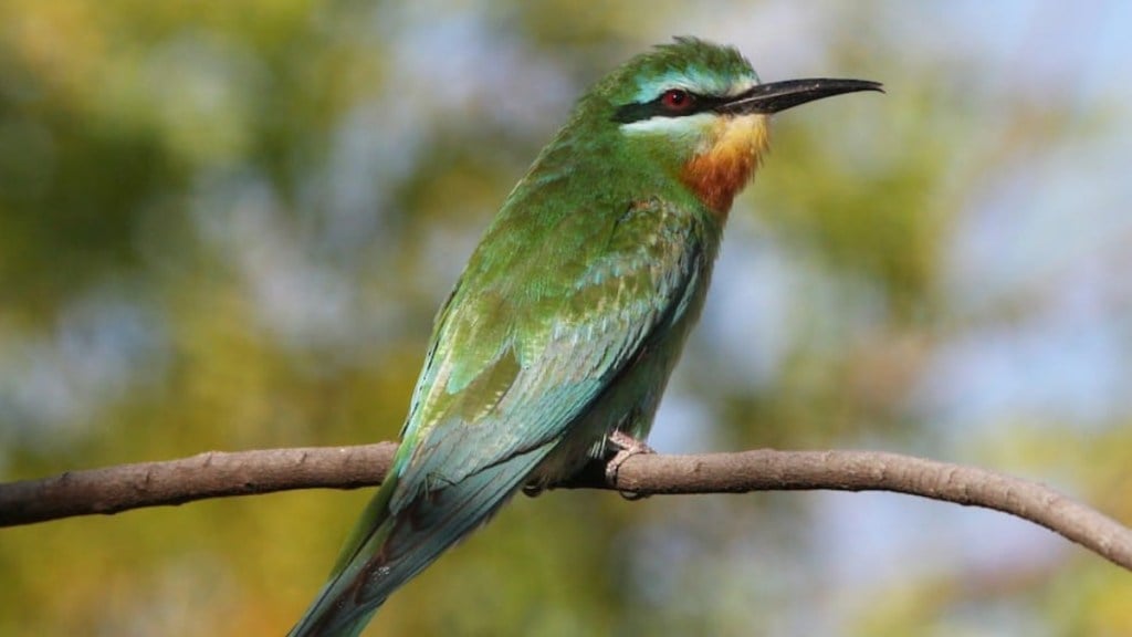 migratory birds arrived at mumbai bay