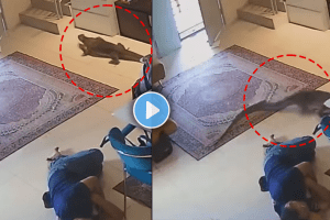 Monitor lizard entered the house while people sleeping video viral on social media