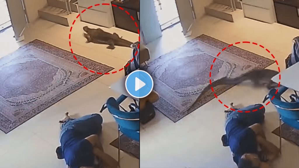 Monitor lizard entered the house while people sleeping video viral on social media