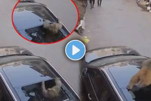 monkey break car sunroof viral video