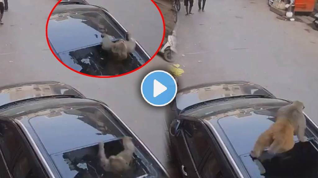 monkey break car sunroof viral video