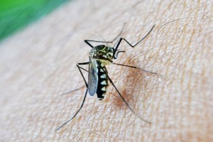 threat of insect-borne diseases, insect-borne diseases Maharashtra, dengue,