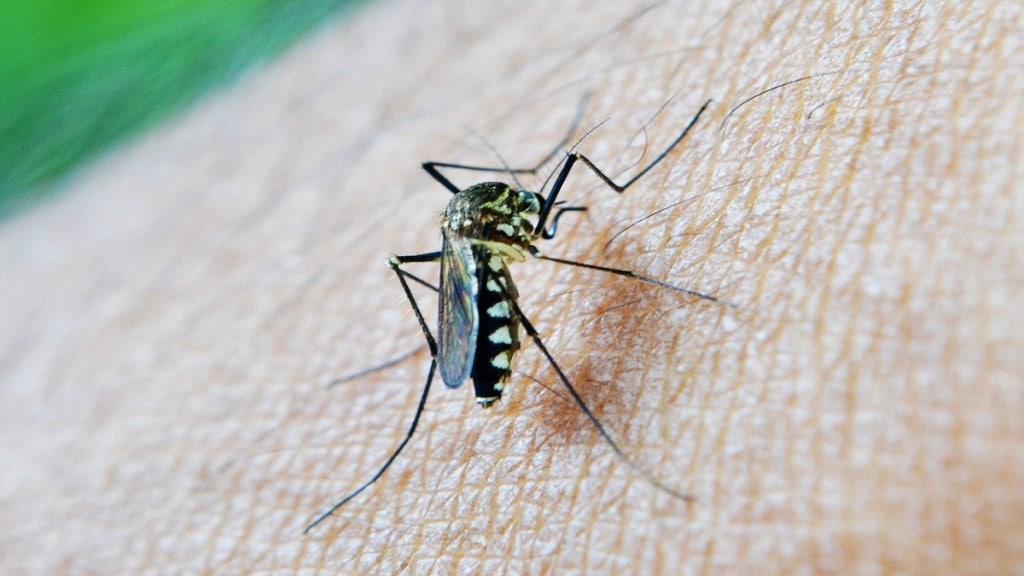 threat of insect-borne diseases, insect-borne diseases Maharashtra, dengue,