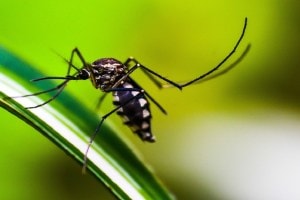 Dengue, chikungunya fever, Dengue Pune,