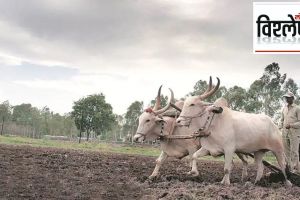 natural farming scheme