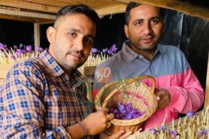 success story of Sindhu brothers who grows keshar with aeroponics method most expensive spice sells it for lakhs