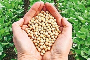 Mission on Oilseeds in Crisis due to gm soybeans