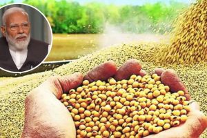 Prime Minister Narendra Modis announcement to give guaranteed price of 6 thousand for soybeans