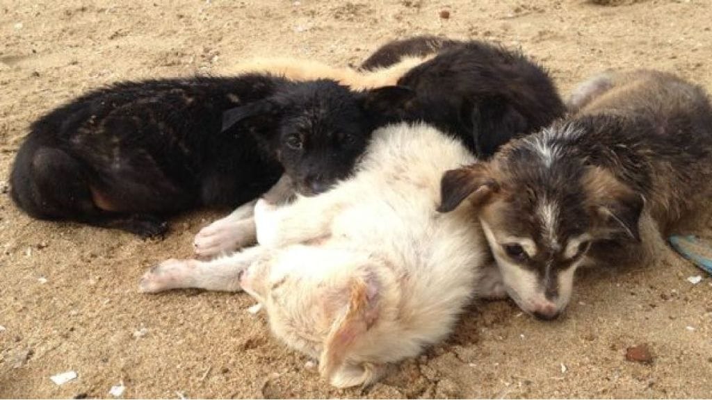 stray puppies burnt alive