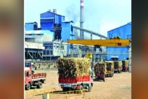 Mahayutti candidates pressurize to extend the harvesting season Mumbai news