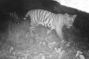 sahyadri tiger project