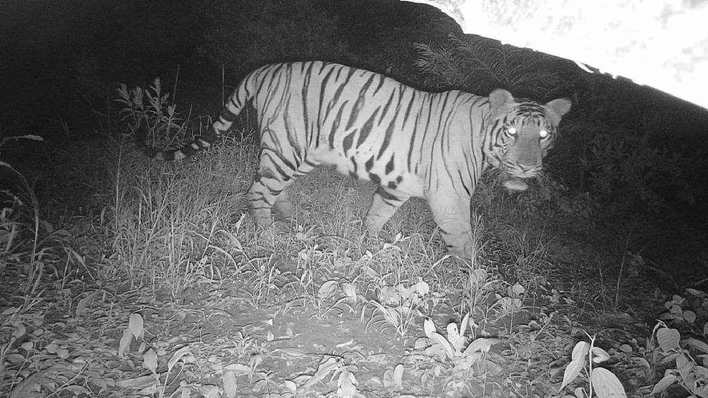 sahyadri tiger project