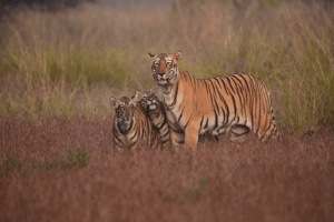 Tadoba Chhoti Tara Tiger, Tadoba Tiger Video,